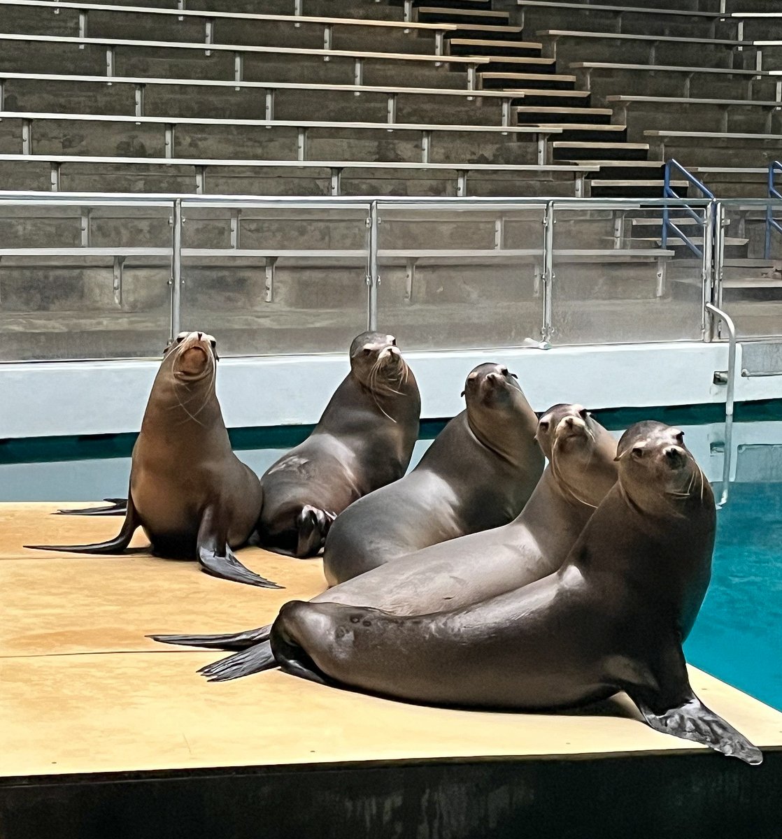 Happy birthday Cali(17), Sakari(17), Maia(12), Pyp(12), and Clara(11)!

All 5 of the California sea lions that call Mystic Aquarium home were rescued when they were stranded as pups. We don't know their exact birthdays, so we celebrate as a group every July 1st!