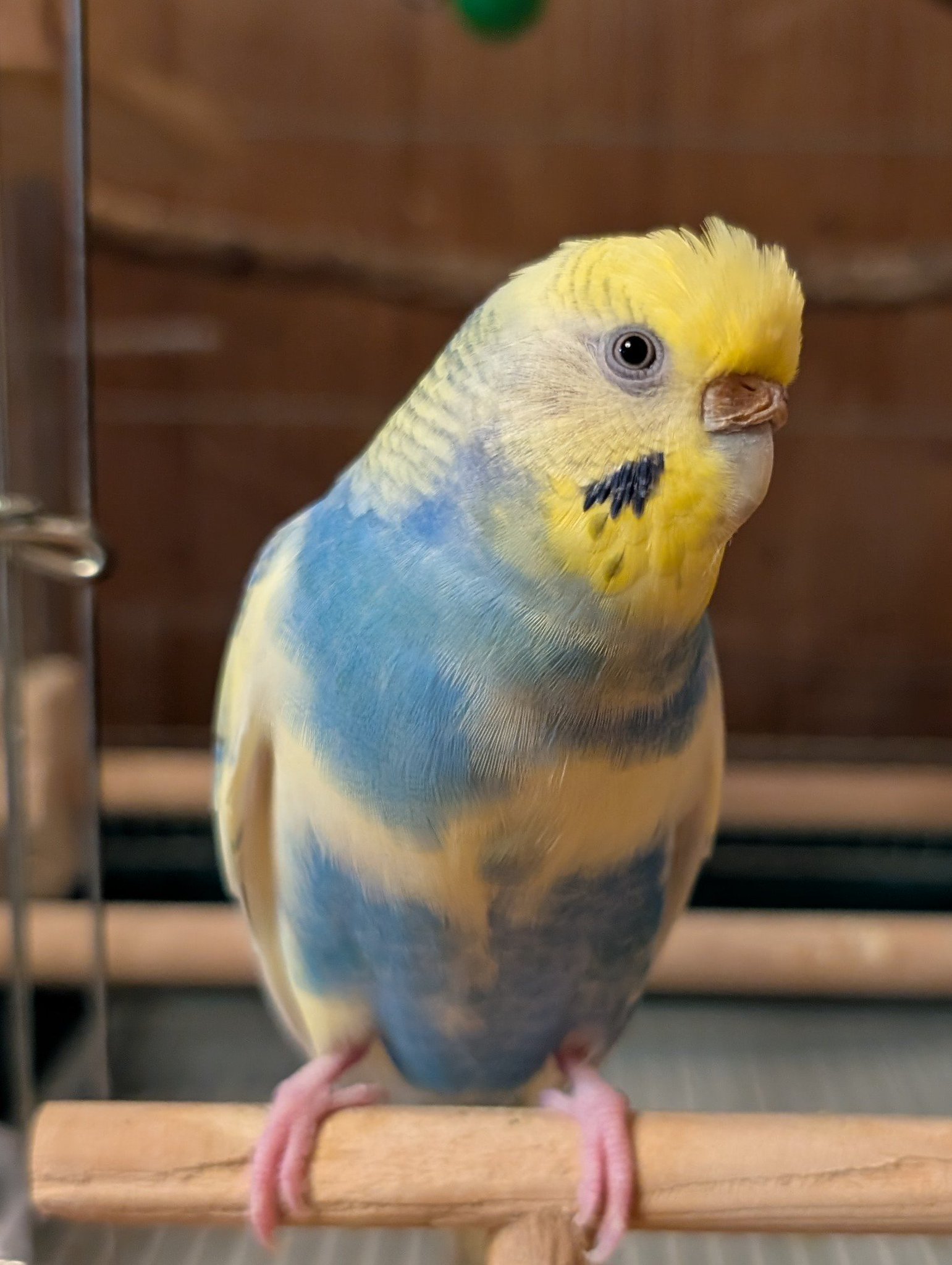 ◆インコ◆ パル on X: 