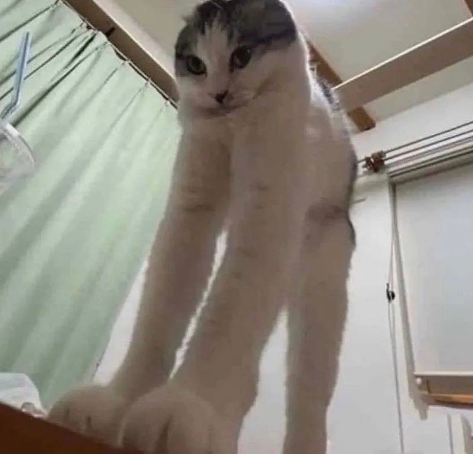 Punch Cat tweet media