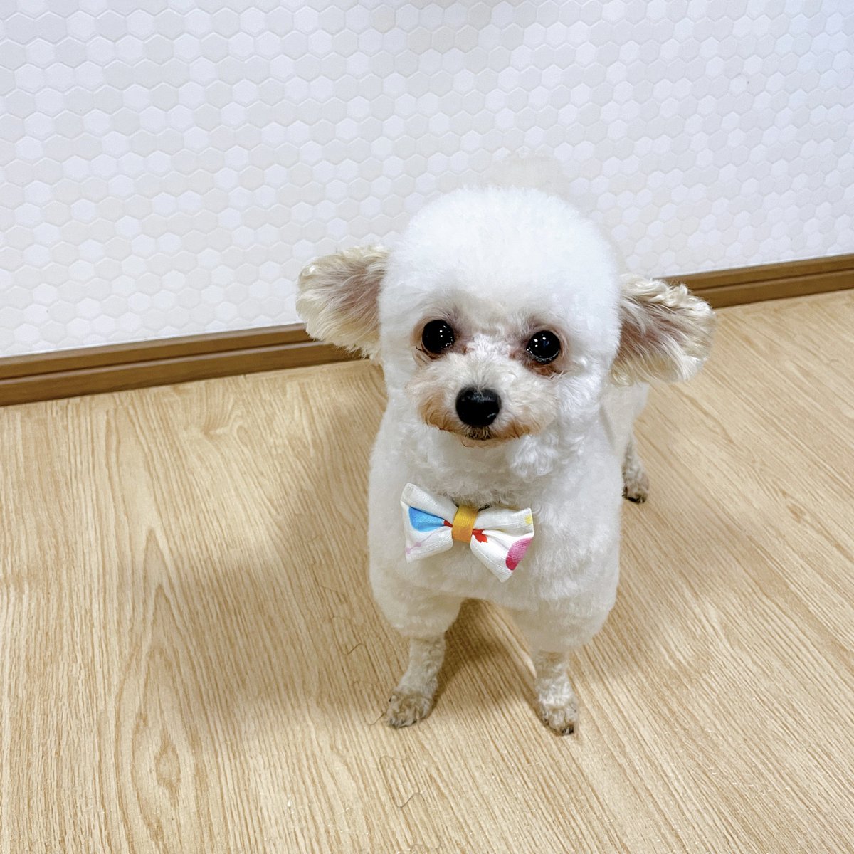 ニコ☆プチ編集部 | 🎈⭐️ 撮影をがんばるキッズモデルたちの