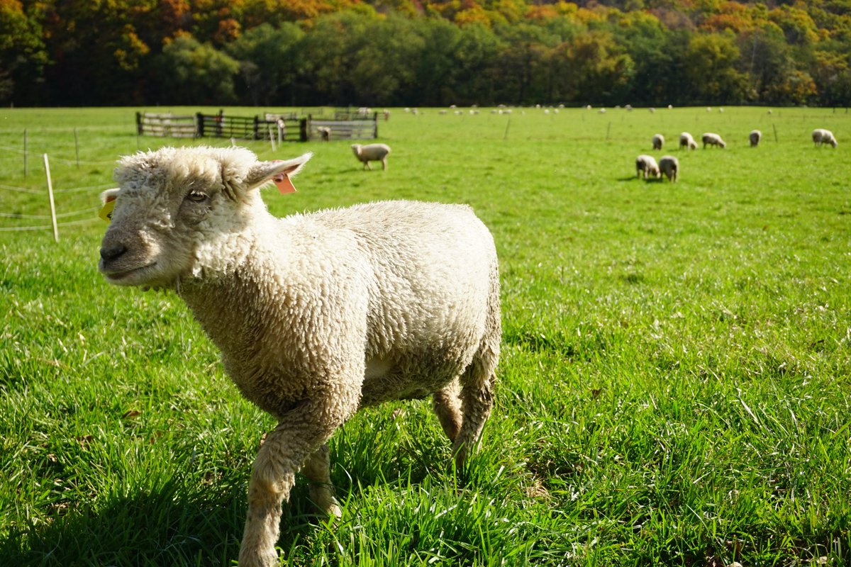 ヒツジノ/一日一羊🐏 (@ptarmigan0606) on Twitter photo 