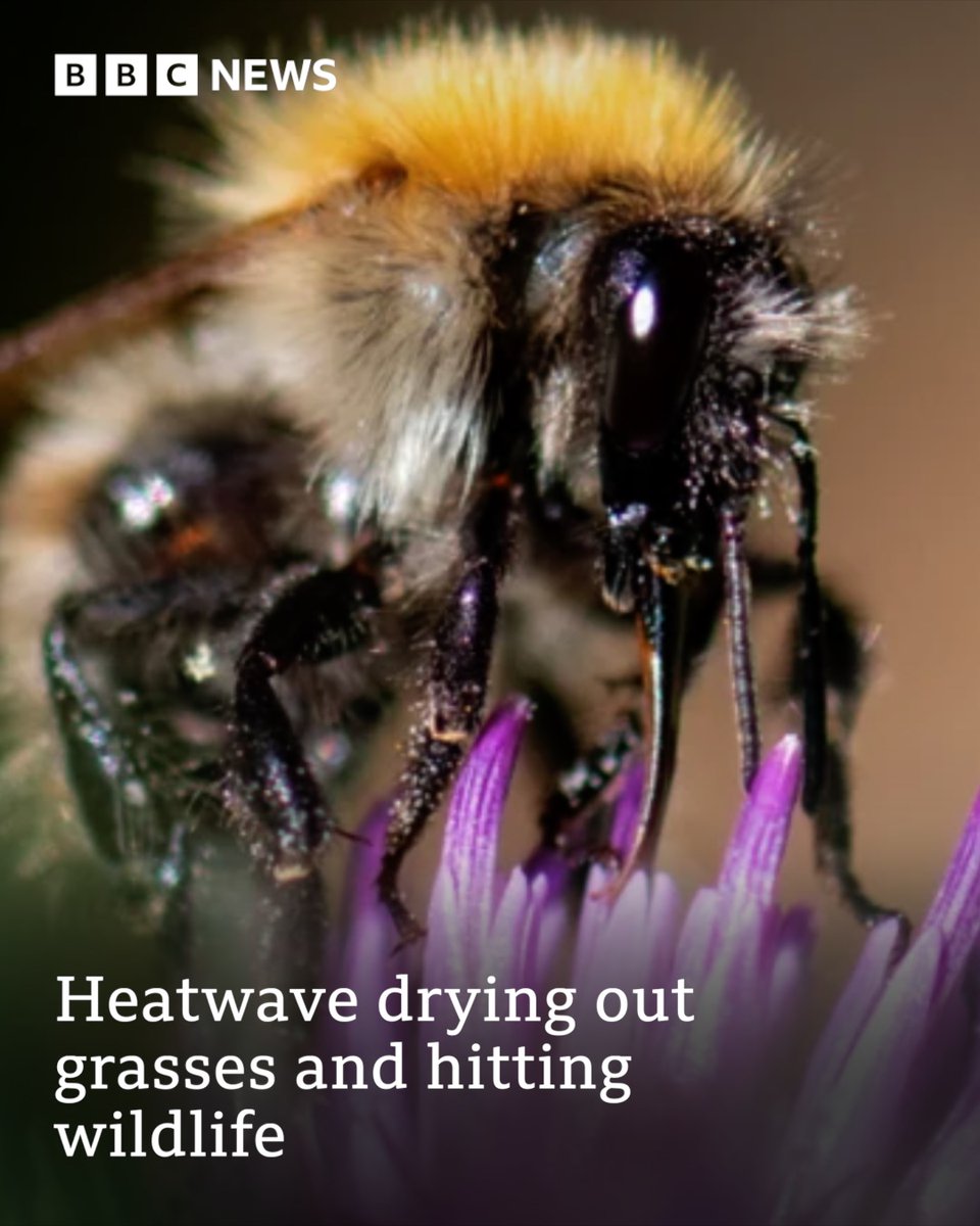 The June heatwave has had a big impact as the grasses that insects depend on for food have dried out, according to a conservation expert.

Read more here: bbc.in/46t11cC

Credit: Getty Images