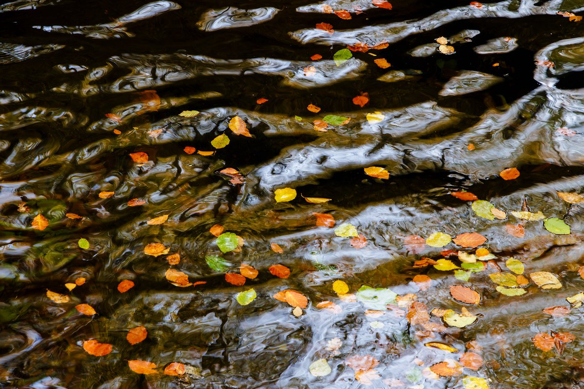 Autumn ripples 🍂