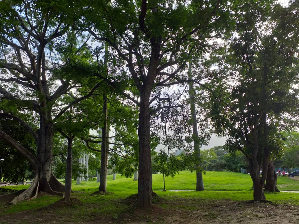 Entre árboles 🌳 #Caracas #ParqueDelEste Feliz Martes