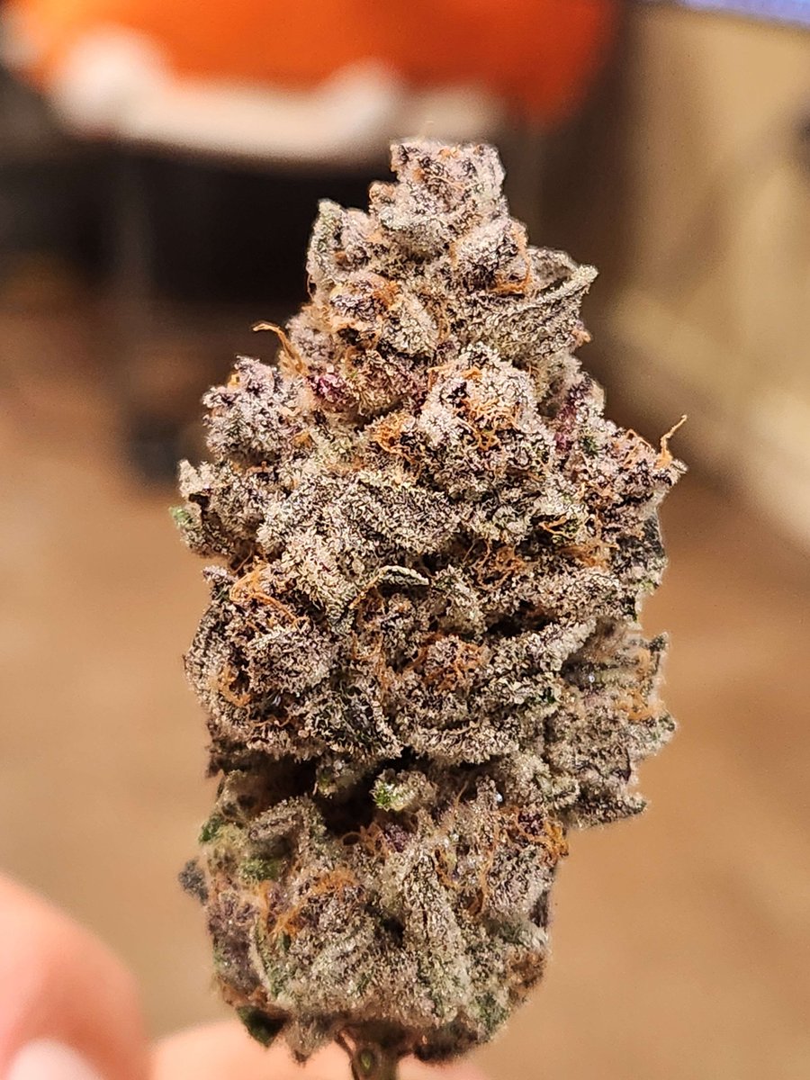 Top Hat Cat | $THC tweet media