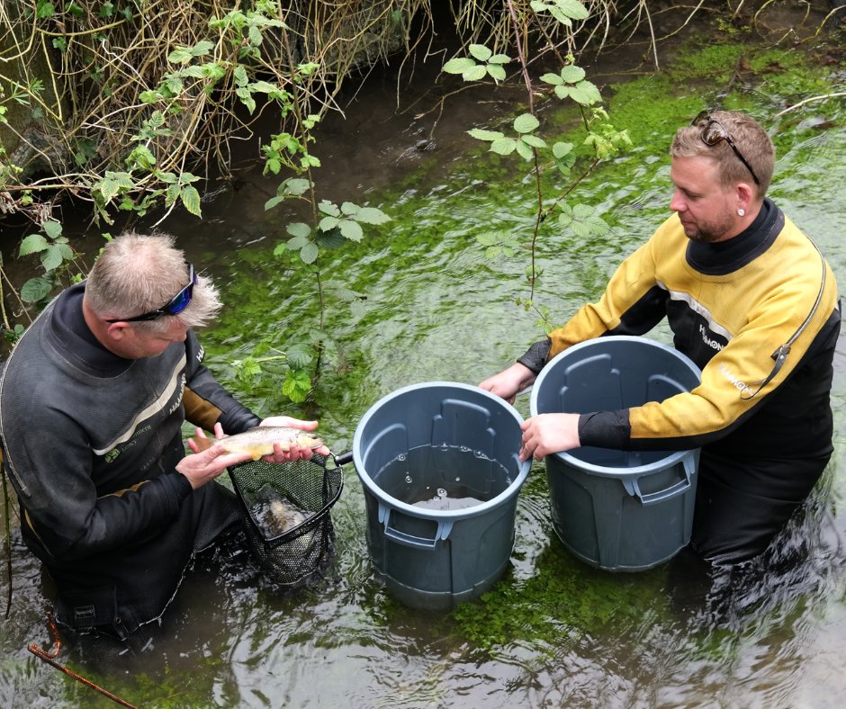 The Wild Trout Trust (@wildtrouttrust) on Twitter photo When wild brown trout were lost from the upper part of the River Mel, a mill prevented the river from being repopulated. Now, our translocation project with <a href="/EnvAgency/">Environment Agency</a> is returning this iconic fish to its native habitat: youtu.be/-qEuc5zFm_I When wild brown trout were lost from the upper part of the River Mel, a mill prevented the river from being repopulated. Now, our translocation project with <a href="/EnvAgency/">Environment Agency</a> is returning this iconic fish to its native habitat: youtu.be/-qEuc5zFm_I