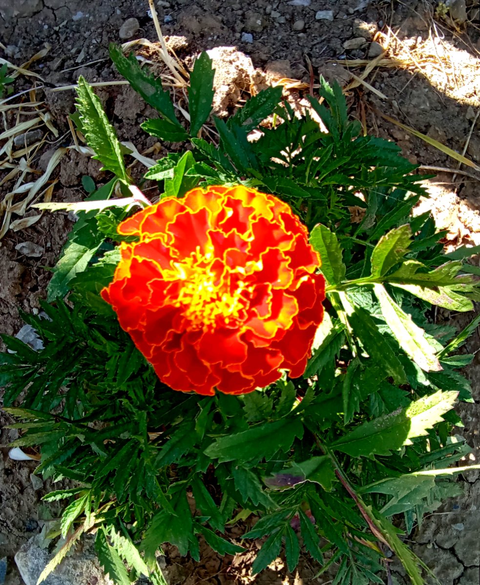 Tagetes patula the first flower has bloomed