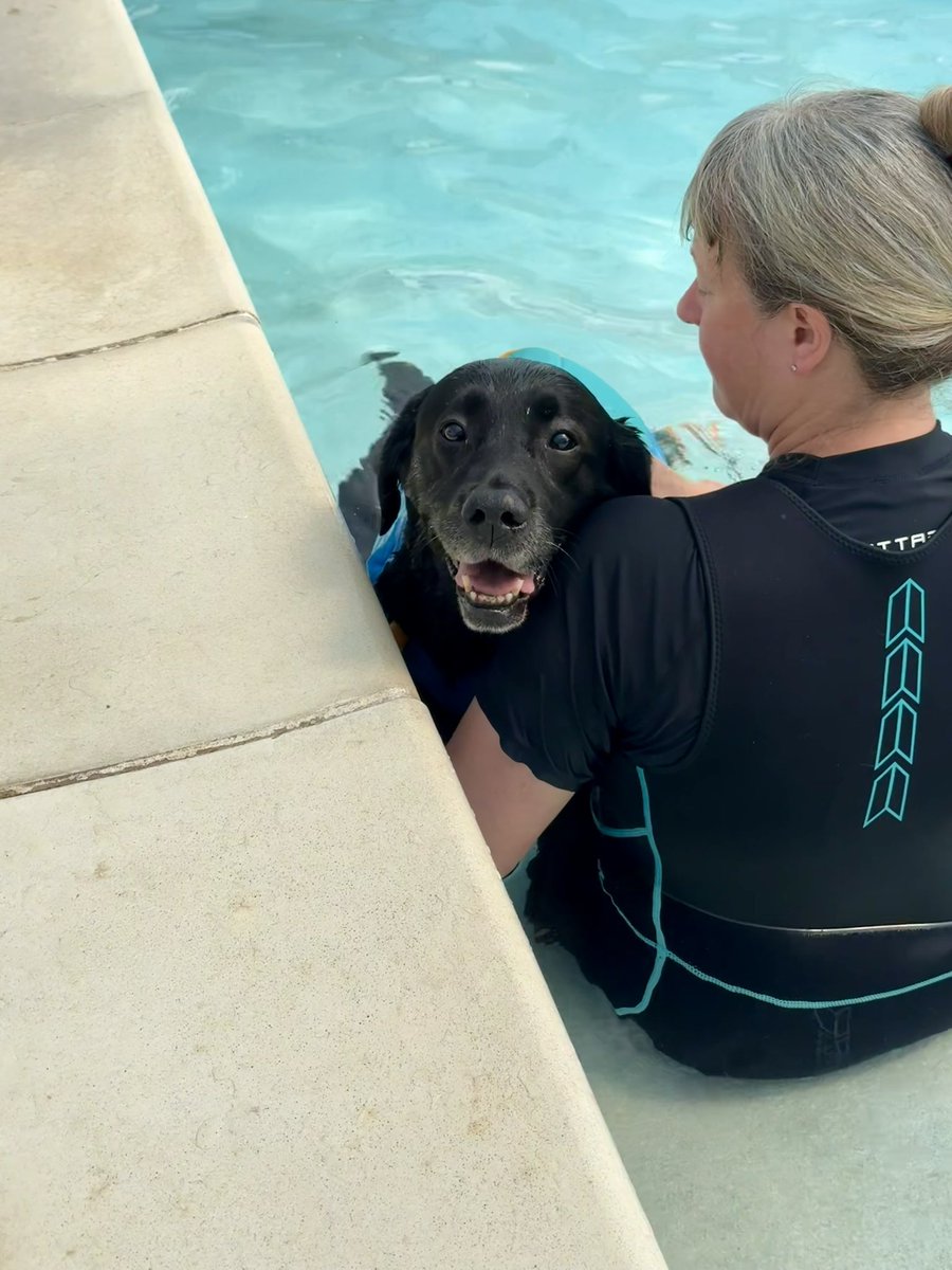 olive_blacklab's tweet image. Second hydro session - I’m getting the hang of this was lovely and cooling on a scorchio day I shared the pool with Baxter Black Lab and VizzieJeff #greyfriarspetrehab 💦💦
