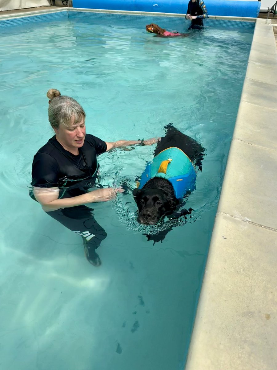 olive_blacklab's tweet image. Second hydro session - I’m getting the hang of this was lovely and cooling on a scorchio day I shared the pool with Baxter Black Lab and VizzieJeff #greyfriarspetrehab 💦💦