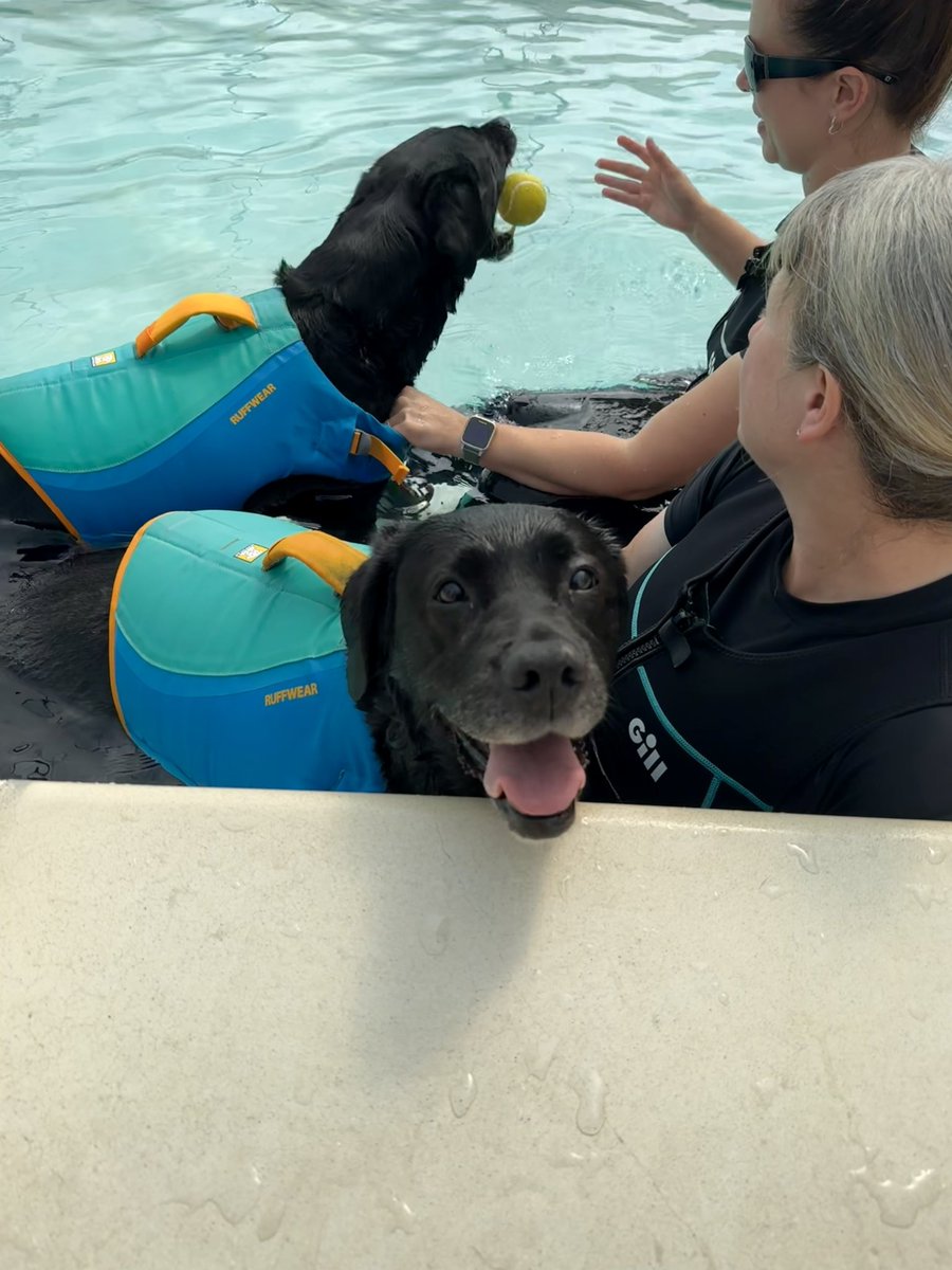 olive_blacklab's tweet image. Second hydro session - I’m getting the hang of this was lovely and cooling on a scorchio day I shared the pool with Baxter Black Lab and VizzieJeff #greyfriarspetrehab 💦💦