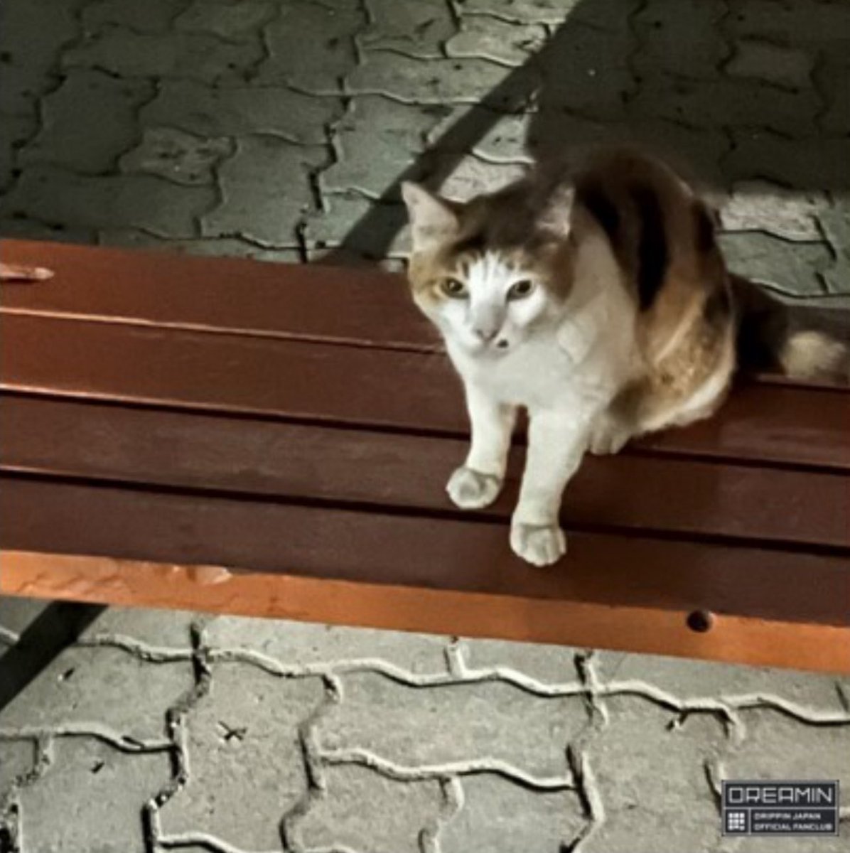 DRIPPIN 🇯🇵 FC - #주창욱 

「On the way home」

When going home, I was listening to music  in a good mood.

「Encounter with a cat」

While going home, there was a cat, I looked at it and this guy didn’t want to avoid eye contact. Suddenly I had a glaring contest while going