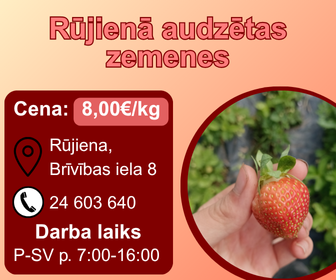 🍓Rūjienā ir sākusies 2025.gada zemeņu sezona! Šogad par 2 nedēļām vēlāk nekā pērn vēsā pavasara dēļ.

Pārdod zemenes 8,00€/kg jeb 1 kastīti pa 8€. Šobrīd sezona ir tikai sākusies, tādēļ zemeņu daudzums pagaidām ir mazs.

Zemenes varēs iegādāties Rūjienā gan Brīvības ielas
