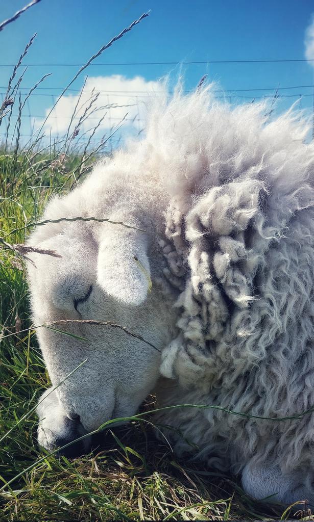 highfieldsherdy's tweet image. What does one have to do to get a booking. Beautiful stone barn, surrounded by amazing flora and fauna, & of cause the Herdy sheep. Why don't you come and see for yourselves. Bring the pictures I share to life. Availabilty throughout July in Herdwick Barn highfieldsherdy.co.uk