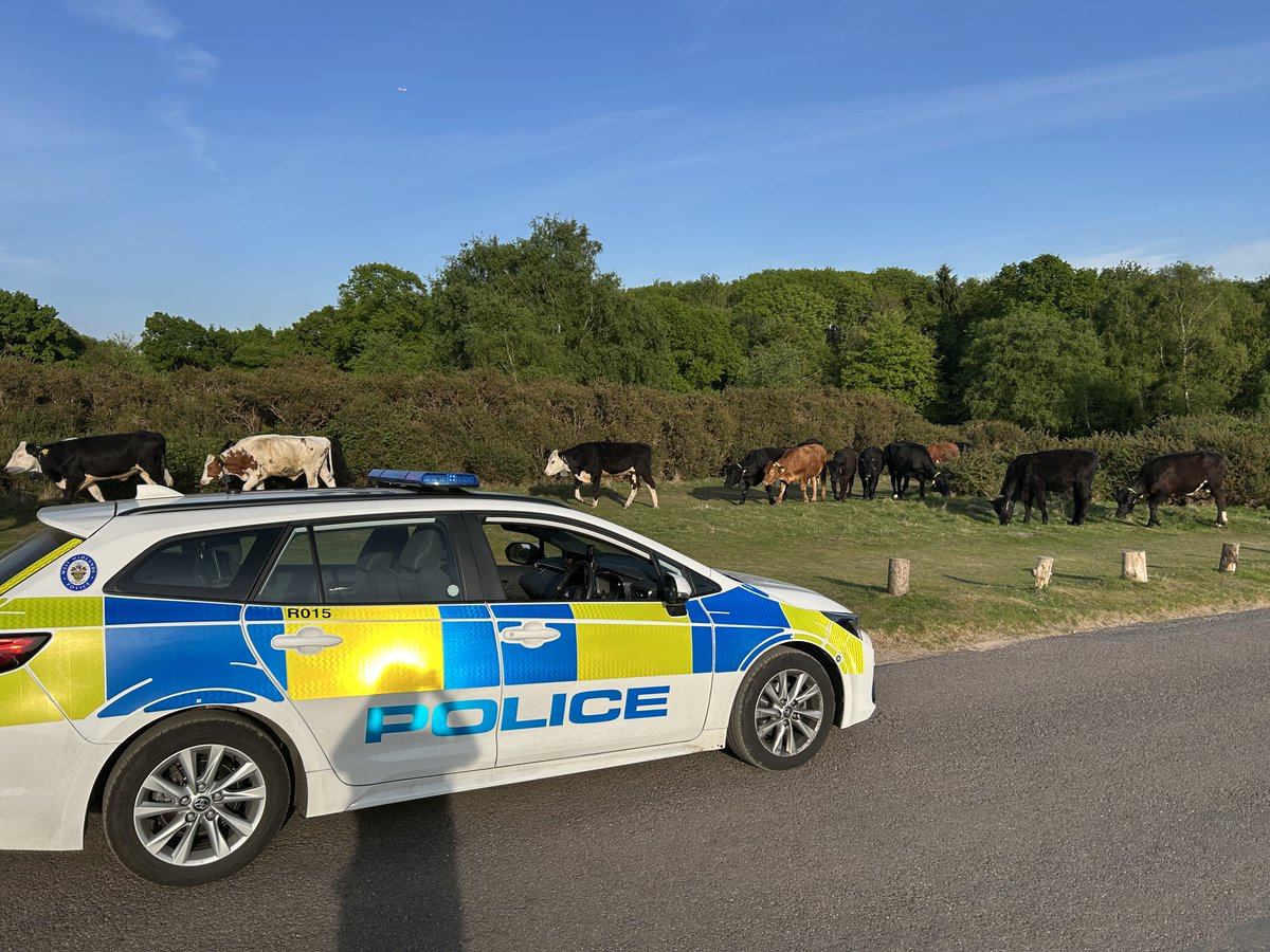 Sutton Coldfield Police (@sutton_wmp) on Twitter photo The recent hot weather has encouraged some regular visitors to come out in Sutton Park. Officers were on routine patrol when they encountered the unruly herd and moo-ved them along. 🐄🚔 The recent hot weather has encouraged some regular visitors to come out in Sutton Park. Officers were on routine patrol when they encountered the unruly herd and moo-ved them along. 🐄🚔
