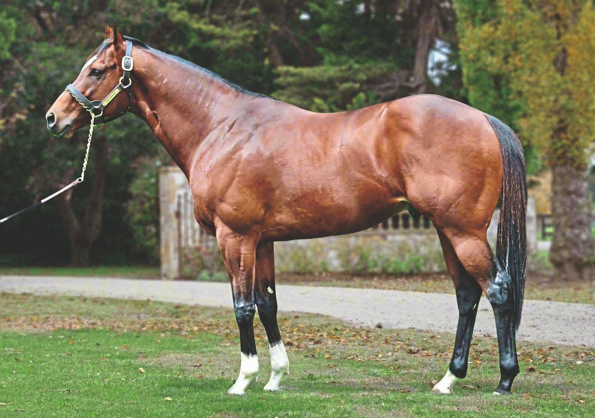 International Thoroughbred (@interthorough) on Twitter photo Toronado is right at home at <a href="/SwettenhamStud/">Swettenham Stud</a> 🇦🇺
<a href="/weatherbysltd/">Weatherbys Limited</a> Stallion Scene chats with Adam Sangster about Toronado, set to achieve his best seasonal progeny p-m total so far in an 🇦🇺 season, as well as <a href="/AlShaqabRacing/">Al Shaqab Racing</a>'s young shuttle stallion Wooded
7su0.short.gy/ITB_WSS_swette… Toronado is right at home at <a href="/SwettenhamStud/">Swettenham Stud</a> 🇦🇺
<a href="/weatherbysltd/">Weatherbys Limited</a> Stallion Scene chats with Adam Sangster about Toronado, set to achieve his best seasonal progeny p-m total so far in an 🇦🇺 season, as well as <a href="/AlShaqabRacing/">Al Shaqab Racing</a>'s young shuttle stallion Wooded
7su0.short.gy/ITB_WSS_swette…
