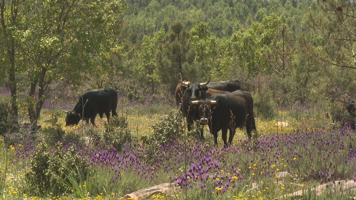 Es esperanzador cómo la naturaleza hace su trabajo tras el fuego. Pero es desolador asumir que no hay medios humanos ni materiales que puedan frenar el avance de los nuevos incendios, los de ‘sexta generación’. 

20 años después, vuelvo al paisaje arrasado en Riba de
