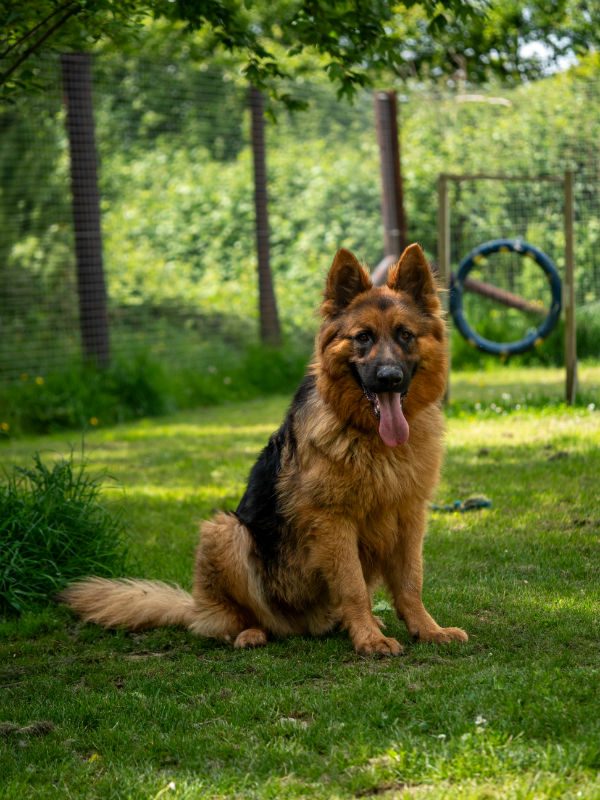 Louie is 2yrs old and he can live with older kids and with careful intros to other #dogs he can be playful. Louie can be reactive around strangers so he will need a home with #germanshepherd exp please 
#Cornwall 
gsrelite.co.uk/louie-5/