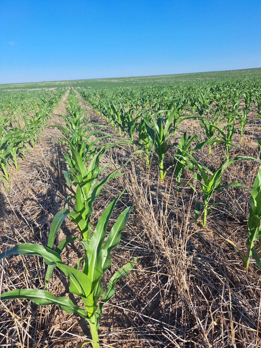 That time of the year where you scout in the morning and try to time that last pass just before puncturevine flowers. 🔥
