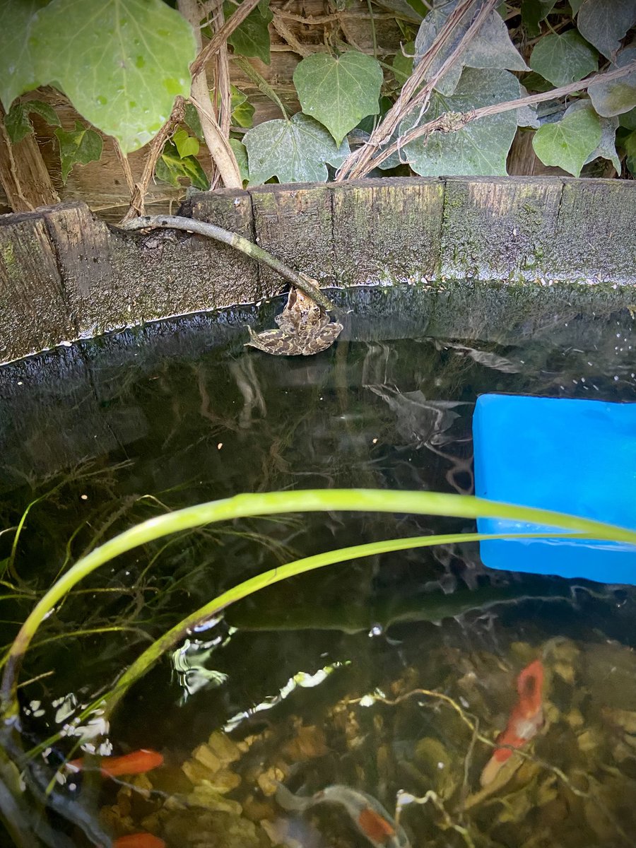 If you have a garden pond, don’t forget the wildlife in this hot weather. Even the frogs will love a freezer block or ice pack floating nearby…