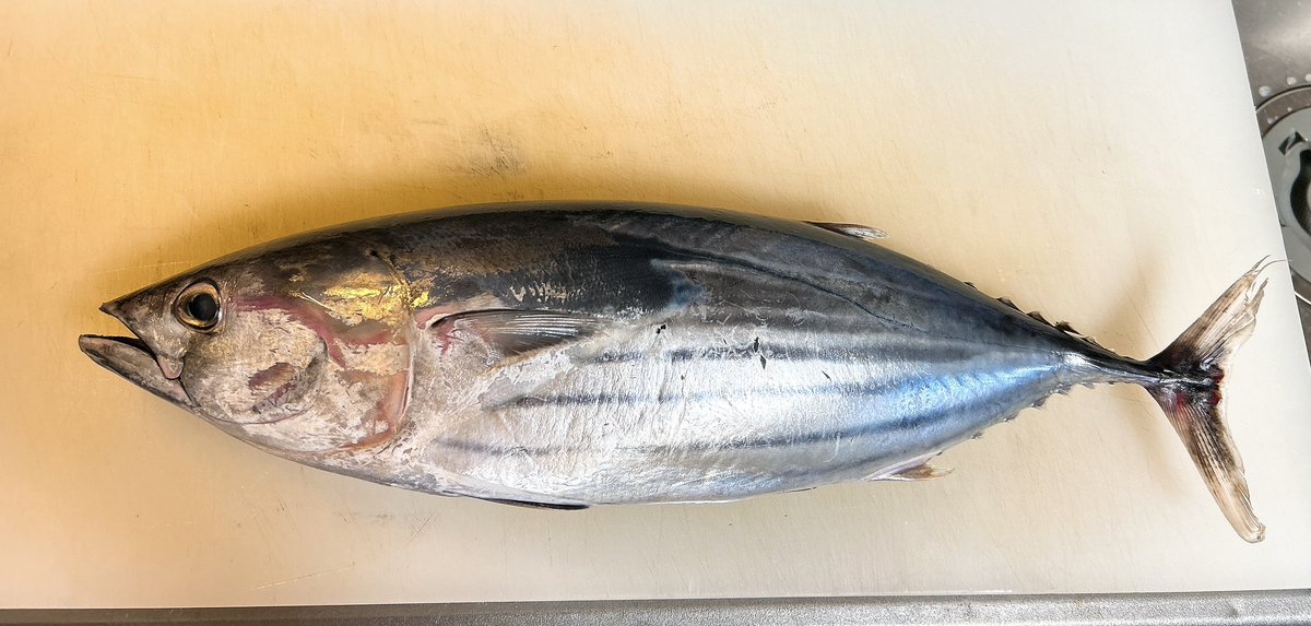 yugdryi's tweet photo. ちゃんと魚は触ってます🐟
少なくとも週1では魚着弾！

今週は高知のカツオと腹に脂蓄えたヒメダイ😆

魚熱は冷めず🔥 https://t.co/pAGAU2lTAP