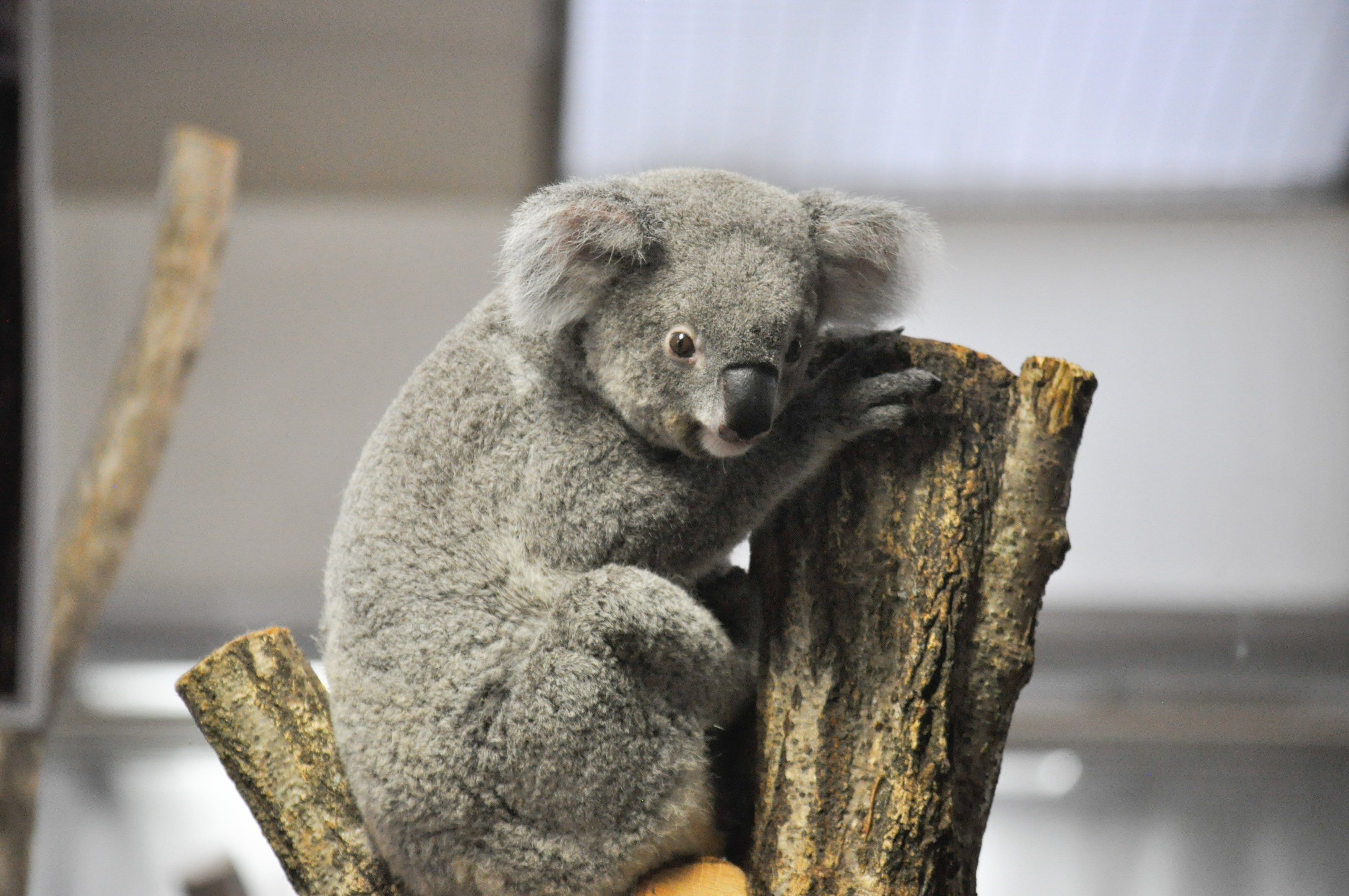 🐨やしじゅん🐨コアラー(2025もコアラ年) | 突然組み木を登っ