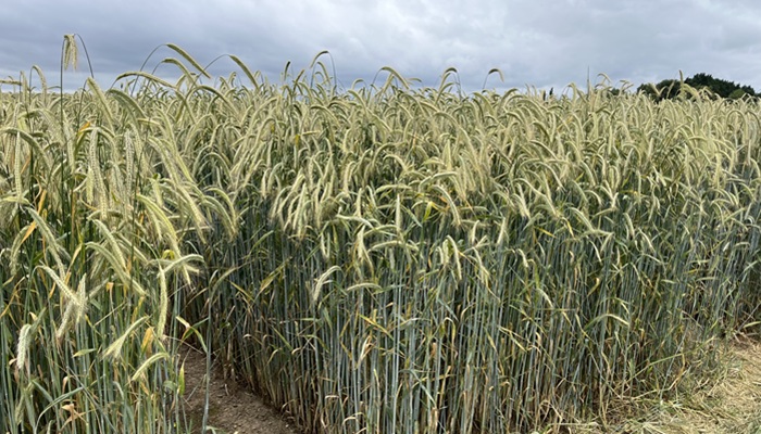 Teagasc (@teagasc) on Twitter photo Rye, a relatively new crop to Ireland, sparked plenty of discussion among tillage farmers at the Crops and Technology Open Day, held in Teagasc Oak Park on June 25.
Find out more bit.ly/4lwXRca
<a href="/TeagascCrops/">Teagasc Tillage Team</a> #cropsandtechnology Rye, a relatively new crop to Ireland, sparked plenty of discussion among tillage farmers at the Crops and Technology Open Day, held in Teagasc Oak Park on June 25.
Find out more bit.ly/4lwXRca
<a href="/TeagascCrops/">Teagasc Tillage Team</a> #cropsandtechnology