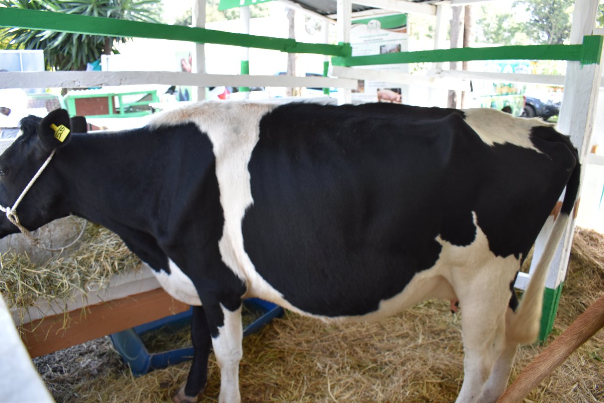 KALRO welcomes you to explore agricultural technologies and innovations shaping a climate-smart, food-secure future. From improved crop varieties and superior livestock breeds to apiculture farming, value addition, and digital tools for farmers. It’s all here, and it’s free!