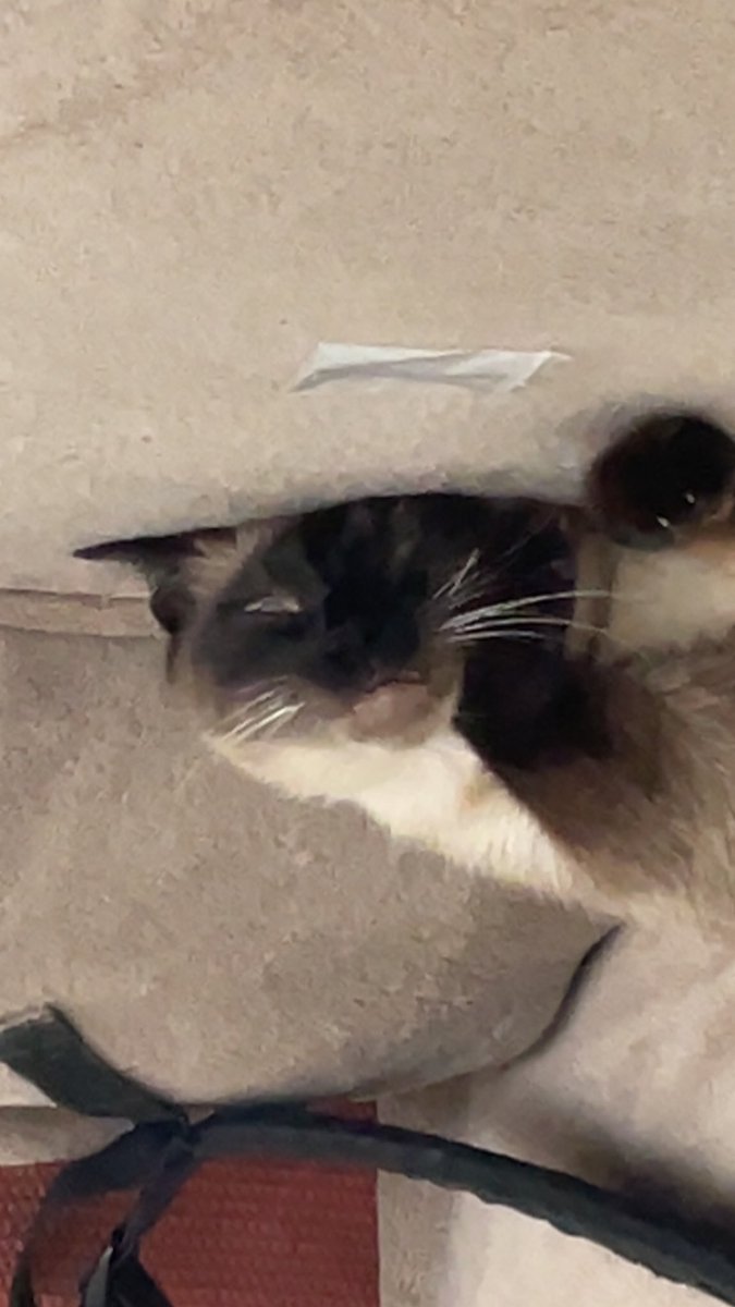 BessonCapucine's tweet image. J’ai emmené mon chat j’ai le veto pour lui mettre à jour ses vaccins et là elle me dit qu’elle est autiste : beaucoup de choses s’expliquent