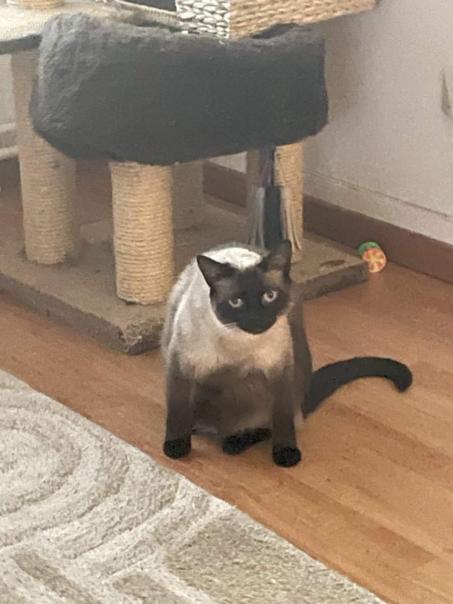 BessonCapucine's tweet image. J’ai emmené mon chat j’ai le veto pour lui mettre à jour ses vaccins et là elle me dit qu’elle est autiste : beaucoup de choses s’expliquent