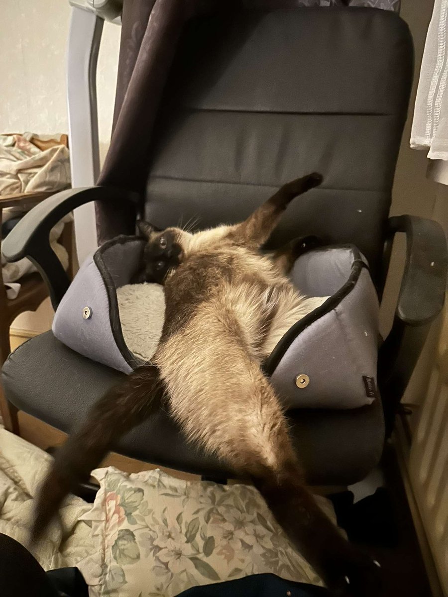 BessonCapucine's tweet image. J’ai emmené mon chat j’ai le veto pour lui mettre à jour ses vaccins et là elle me dit qu’elle est autiste : beaucoup de choses s’expliquent