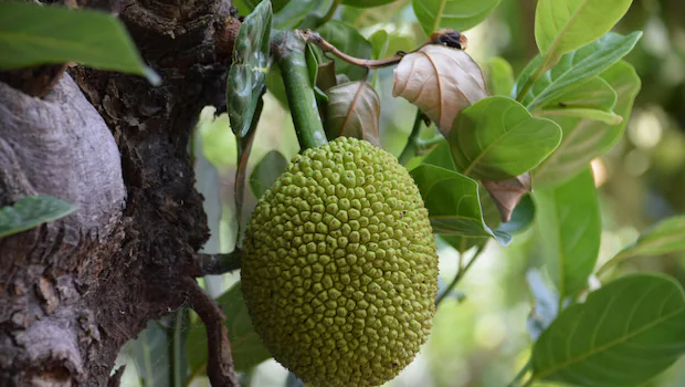 NDTVFood's tweet photo. This Plant-Based Meat Alternative Is Healthy And Hydrating, Celebrity Nutritionist Explains
https://t.co/nrkdZf46Bf
#meatalternative #expertadvice #jackfruit https://t.co/LF2kBAEdUp