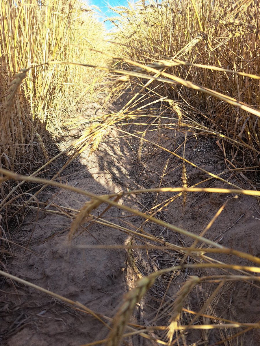 Anybody switch from 12"  row spacing to 10" or even 7.5" on a drill and notice more support to hold up sawfly damaged stems? 12" hoe drill on my dad's wheat shown. 1st picture down a solid seeded row 2nd with a skip from a plugged boot so 24".
