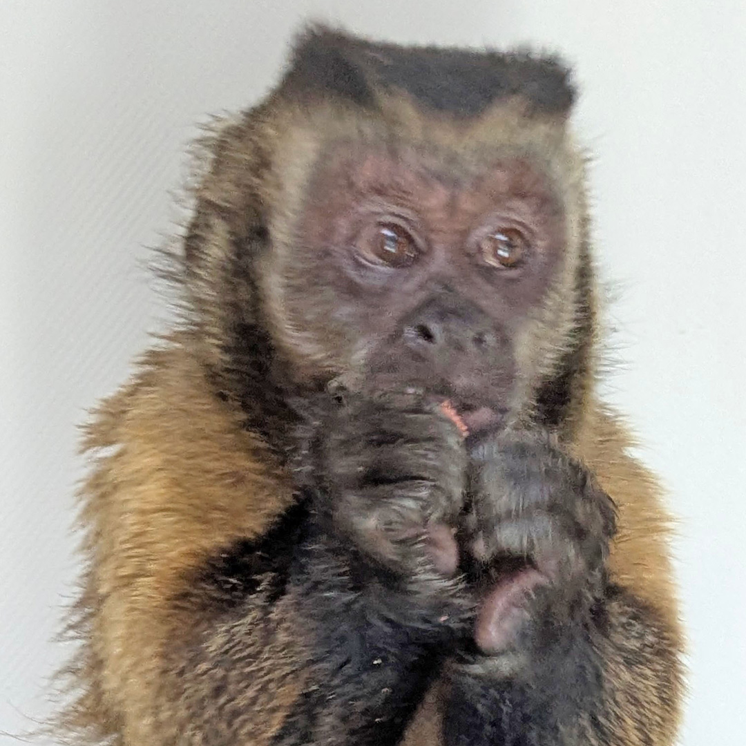 AAP_Europe's tweet image. Recently rescued black-capped capuchin Capitán has many health issues... 😟 bit.ly/4l6tqd0
