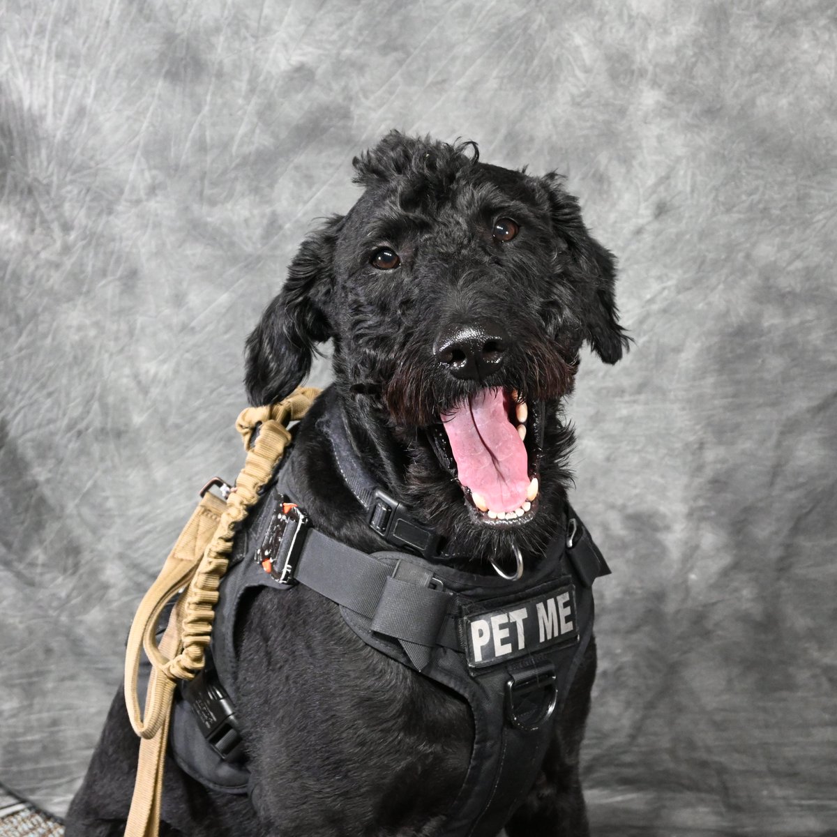 MoorePolice's tweet image. 😂Moore traffic stops be like:
License, registration… and real quick, do you know why everyone on 19th street slows down in the intersection when they see me? 🚨
It got Leo to laugh during his portrait picture at least!🦮 #InternationalJokeDay #moorestrong #LaughOutLoud #jokes