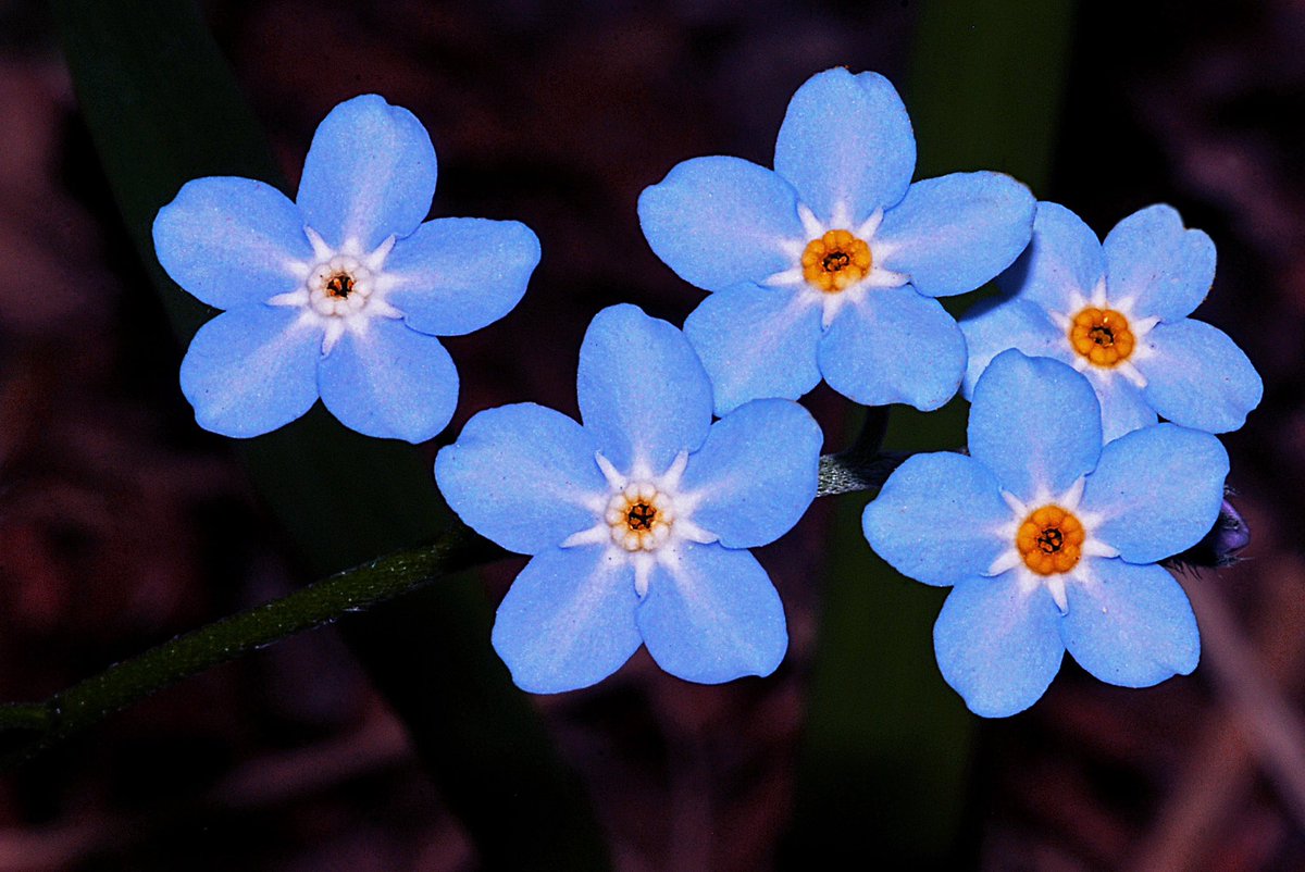 dictionarypod's tweet photo. #forgetmenots don’t even look real!
#flower #flowers #forgetmenot #thedictionary #smartereveryday #words #wordnerds #intelligence #knowledge #podcast #dictionary #wordnerd #podcasting #books #geek #geeky #learn #nerd #smart #wordoftheday #book #word #dailypodcast #edutainment https://t.co/XfqSCJMDxw