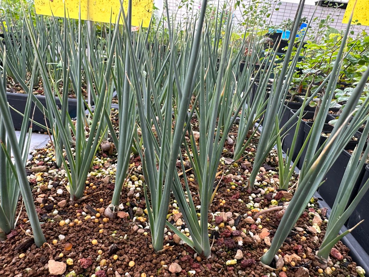 العراب او الخزم
من النباتات بطيئة النمو

Dracaena ombet

توثيق من مشتل احد الاصدقاء 

ابوعمران