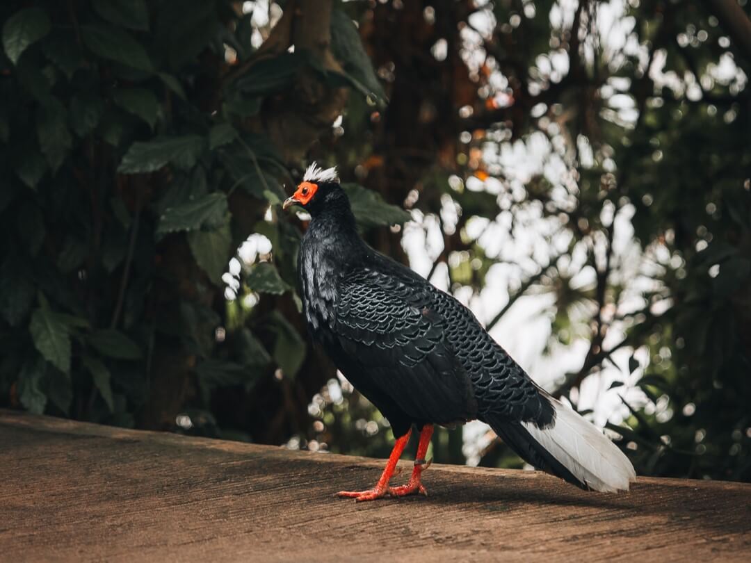 🐦 Meet our #EdwardsPheasants — #CriticallyEndangered &amp; possibly #extinct in the wild.

They now live free-roaming at Plantasia, cared for as part of vital breeding &amp; awareness efforts.

Quiet, rare, and a reminder of what we stand to lose.

#MeetTheAnimals #ConservationMatters