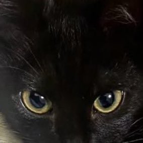 🐈‍⬛ tweet media