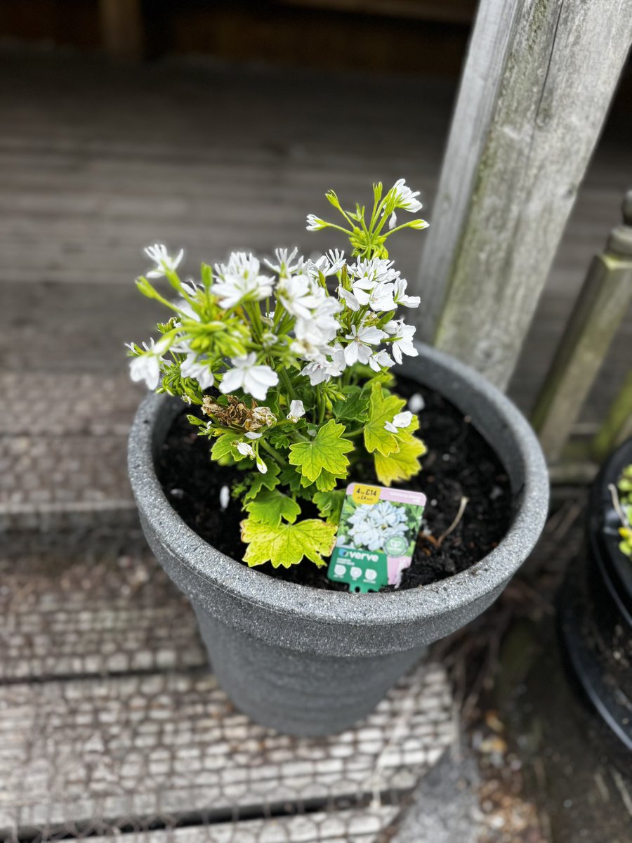 NorbridgeCIA's tweet image. This afternoon, @y6tolkienclass have helped to plant some beautiful flowers in James’ Garden to mark his birthday. @DeltaNorbridge Thank you to James’ family for the kind donations. 💐