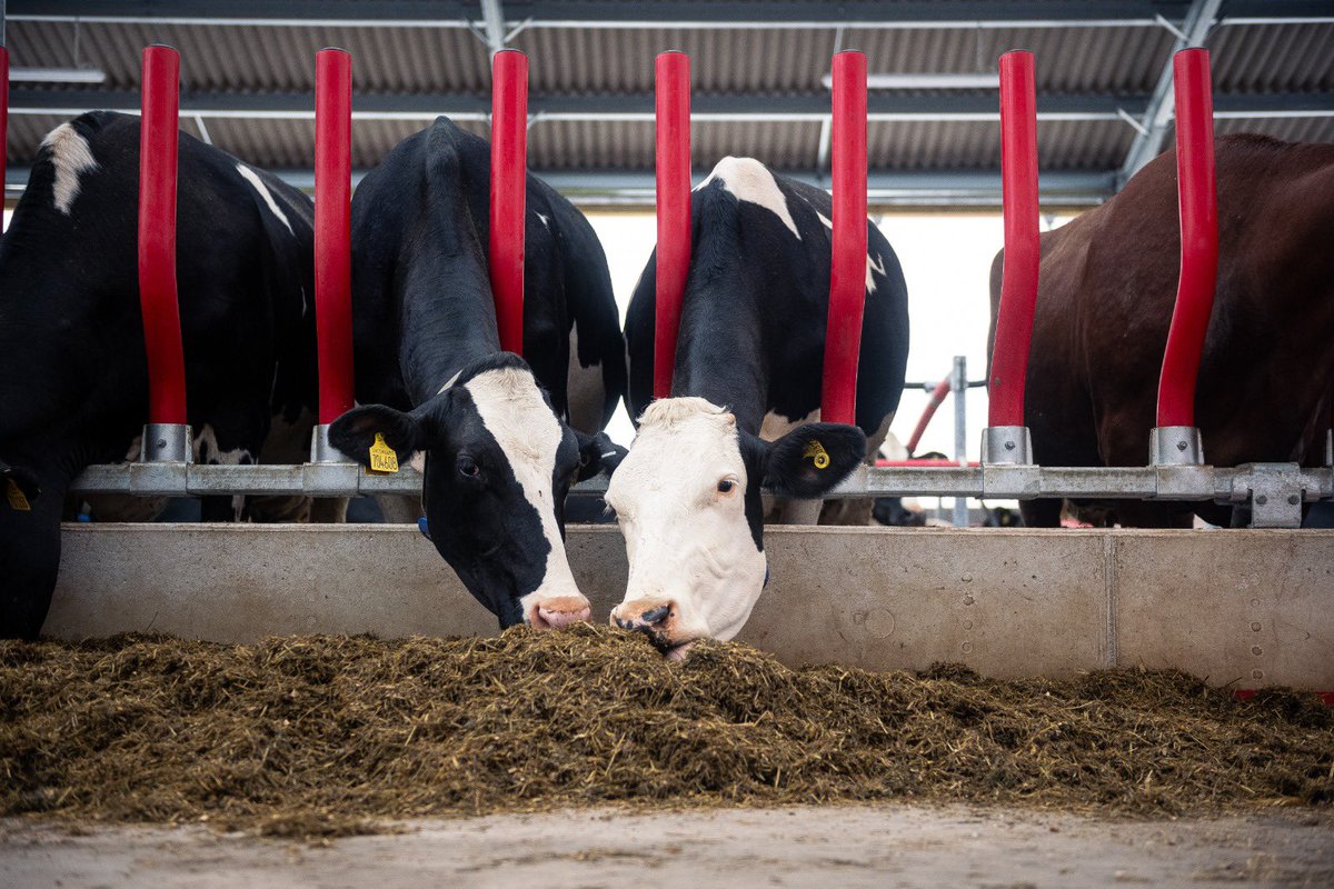 Extend your cows’ reach, increase feed intake &amp; boost performance all while keeping them comfortable &amp; safe. 

The open, flexible design of our 𝗘𝘃𝗼𝗹𝘃𝗲 Feed Rail encourages natural feeding behaviour, reduces injuries &amp; lets your herd thrive🌱💪

easyfix.com