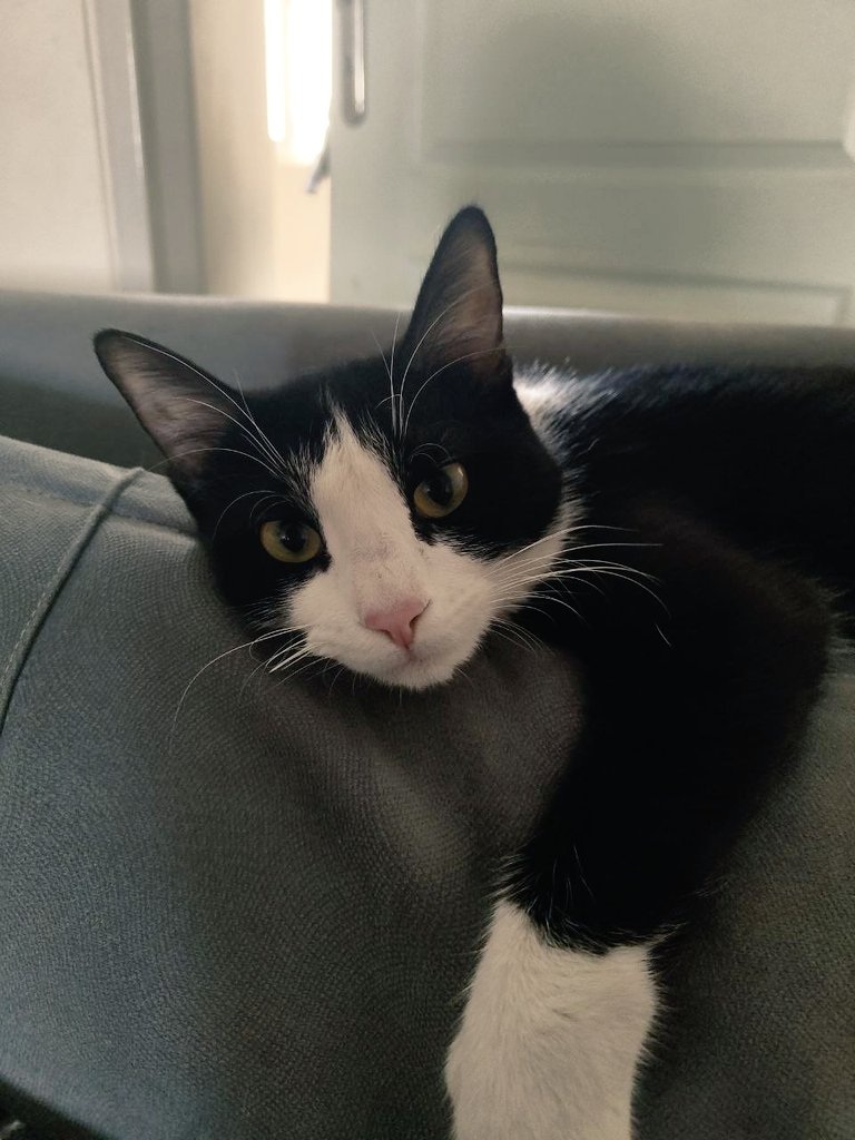 shaamntn's tweet image. #آگهی_گمشده
محدوده افسریه، اسمش Lili هست ماده
و حدودا ۱ سال و نیم به اسمش ری اکشن میده خیلی آرومه و احتمالا الان ترسیده باشه از بچگی تو خونه بوده و خونگیه
اگه جگرگوشه من رو جایی دیدین لطفا خبر بدین
مژدگانی مناسب هم داده میشه
09352858401
ممنون میشم با بازنشرش بهم کمک کنین
#ریتوییت