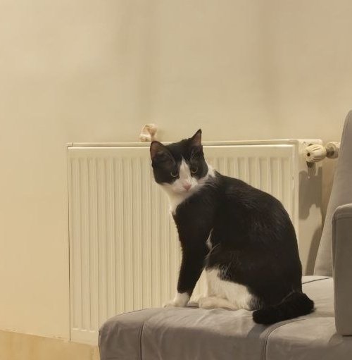 shaamntn's tweet image. #آگهی_گمشده
محدوده افسریه، اسمش Lili هست ماده
و حدودا ۱ سال و نیم به اسمش ری اکشن میده خیلی آرومه و احتمالا الان ترسیده باشه از بچگی تو خونه بوده و خونگیه
اگه جگرگوشه من رو جایی دیدین لطفا خبر بدین
مژدگانی مناسب هم داده میشه
09352858401
ممنون میشم با بازنشرش بهم کمک کنین
#ریتوییت