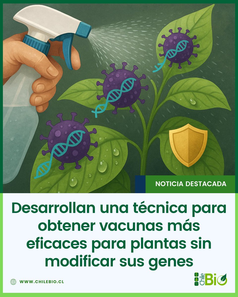 Investigadores del CSIC–UPV (Espa{a) crean "syn-tasiR-VIGS": un spray viral inofensivo con ARN sintético que “vacuna” plantas al silenciar genes clave para los patógenos, protegiéndolas sin tocar ni modificar su genoma. #biotecnología #plantas 

bit.ly/4kd5Nyh