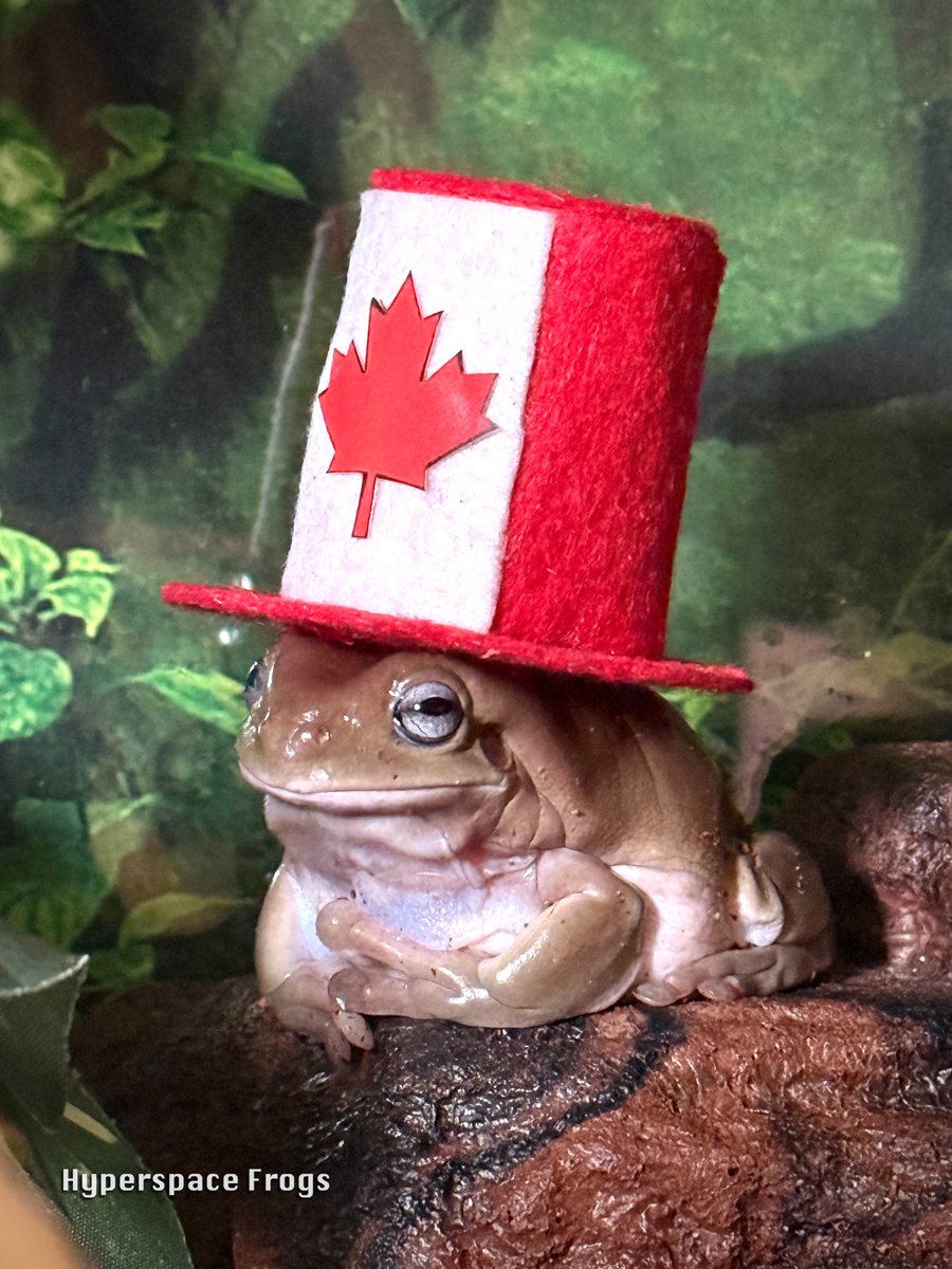 HyperspaceFrogs's tweet image. Happy Canada Day! Rodney is ready to celebrate, and hopes everybody has a great one. 🇨🇦
