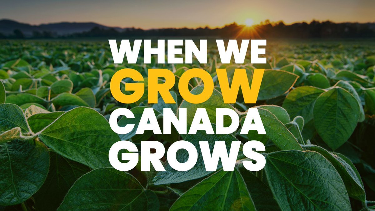GrainFarmers's tweet image. Happy Canada Day! At @grainfarmers, we are so proud to be a part of Canadian agriculture. Today, and every day, we celebrate our incredible farmers who have dedicated their lives to feeding the country we proudly call home.
