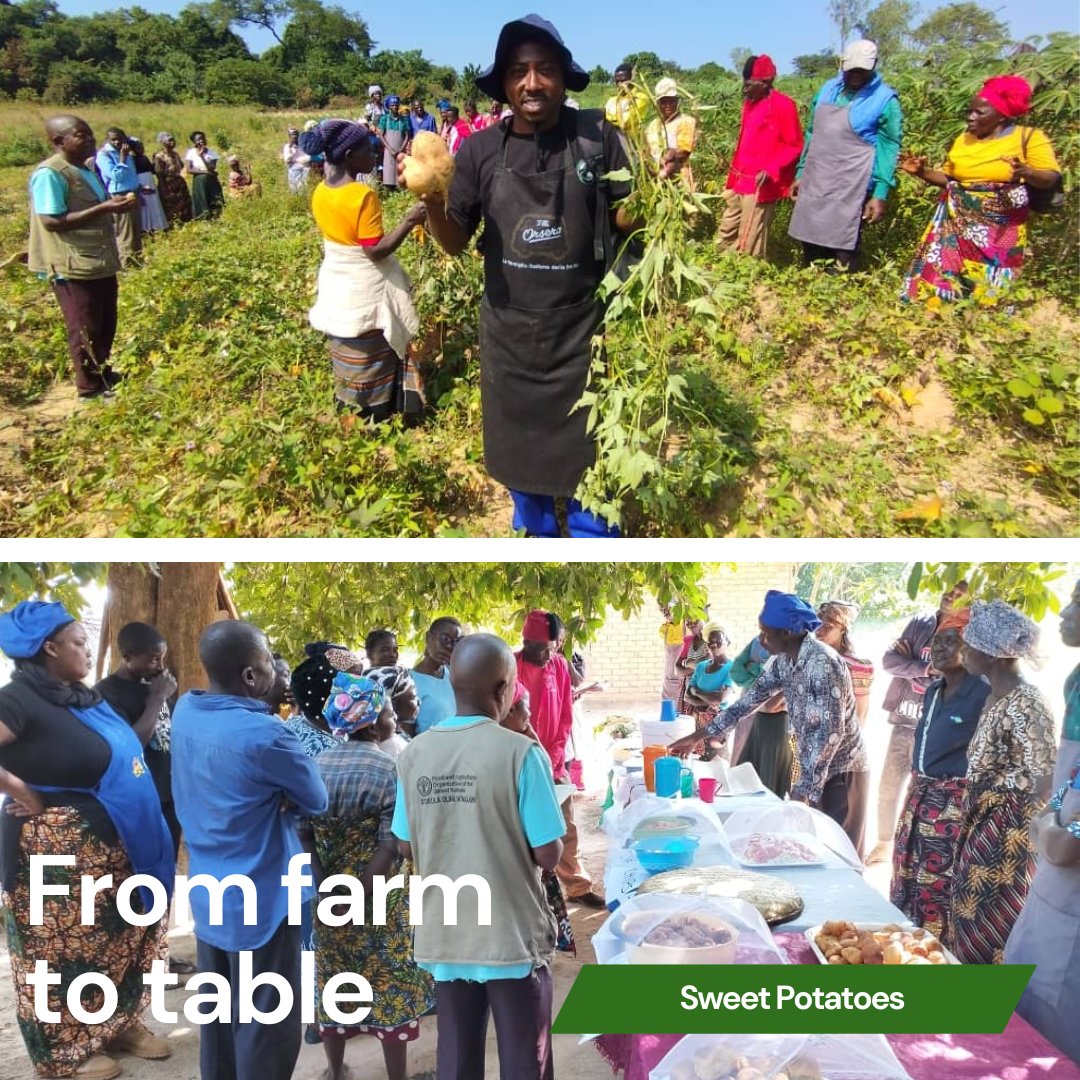 Sweet potato #farmers gathered for a field day followed by #cooking demonstrations. Recipes included how to incorporate orange fleshed sweet potatoes into bread, porridge &amp; juice. They shared success stories, praising the crop's drought resistance and high yields.

#Malawi