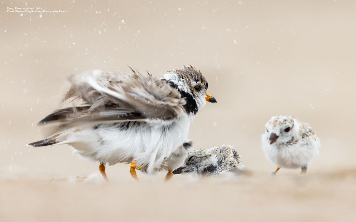 Are you headed to the beach this weekend? If so, birds that are sitting on nests or have chicks running around need your help. Be sure to respect posted nesting sanctuaries, keep a safe distance from birds on the beach, keep dogs leashed, and enjoy the holiday! #ShareTheShore