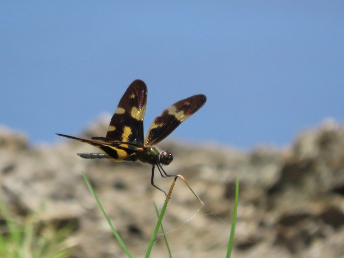 Rhyothemis variegata imperatrix
A species of butterfly dragonfly.
29-06 2025 Kumejima island Okinawa
オキナワチョウトンボ