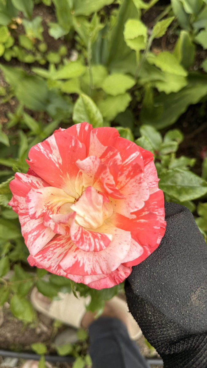 kaigaihema's tweet image. என் பெண்ணு school project க்கு வெச்ச Rose 
#schoolproject 😍
#Hlpost