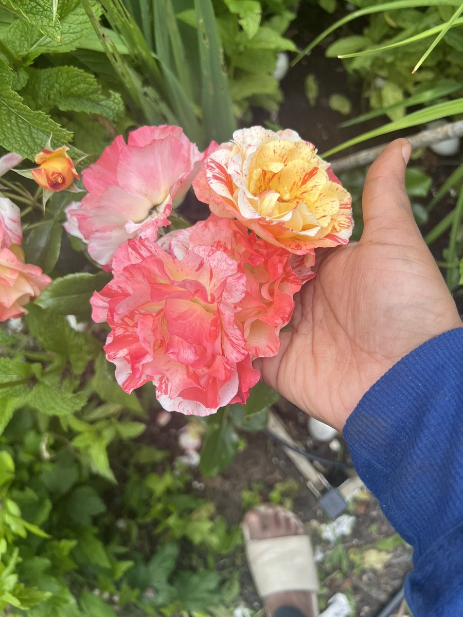 kaigaihema's tweet image. என் பெண்ணு school project க்கு வெச்ச Rose 
#schoolproject 😍
#Hlpost